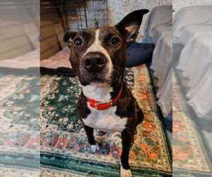 American Pit Bull Terrier-Unknown Mix Dogs for adoption in Utica, NY, USA