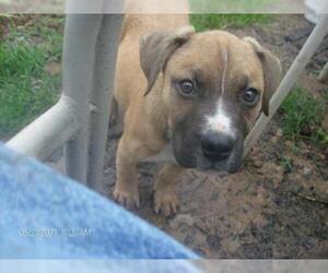 Boxer-Unknown Mix Dogs for adoption in KELLYVILLE, OK, USA