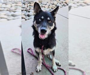 Gerberian Shepsky Dogs for adoption in Sacramento, CA, USA