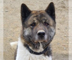 Akita Dogs for adoption in Santa Clarita, CA, USA