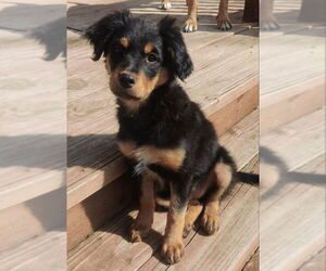 Miniature Pinscher-Unknown Mix Dogs for adoption in House Springs, MO, USA