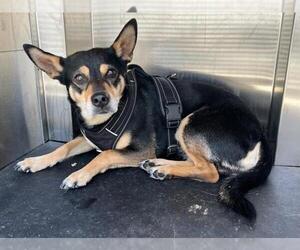 Mutt Dogs for adoption in Woodland, CA, USA
