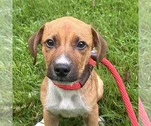 Labbe Dogs for adoption in Yardley, PA, USA