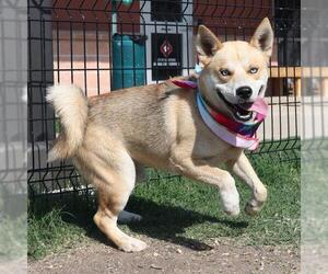 Huskies -Unknown Mix Dogs for adoption in San Antonio, TX, USA