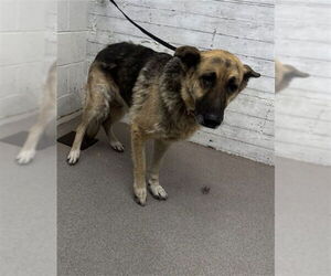 German Shepherd Dog Dogs for adoption in San Bernardino, CA, USA