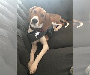 Beagle-English Foxhound Mix Dogs for adoption in Lockport, IL, USA