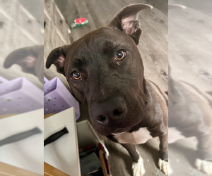 Labrador Retriever Dogs for adoption in The Woodlands, TX, USA