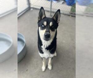 German Shepherd Dog-Siberian Husky Mix Dogs for adoption in Chula Vista, CA, USA