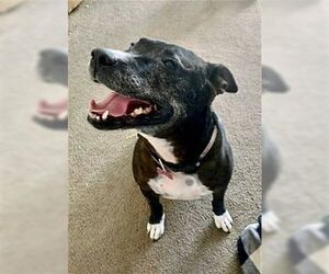 American Pit Bull Terrier-American Staffordshire Terrier Mix Dogs for adoption in Dana Point, CA, USA