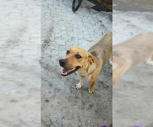 Labrador Retriever Dogs for adoption in San Antonio, TX, USA