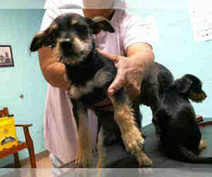 Shih Tzu Dogs for adoption in Lufkin, TX, USA