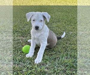 Labrador Retriever-Unknown Mix Dogs for adoption in Garner, NC, USA