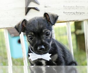 Border Terrier Dogs for adoption in Nashville, TN, USA