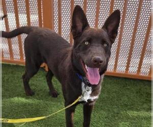 German Shepherd Dog-Unknown Mix Dogs for adoption in Las Vegas, NV, USA