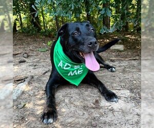 Labrador Retriever Dogs for adoption in Phenix City, AL, USA