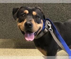 Rottweiler-American Pit Bull Terrier Dogs for adoption in pomona, CA, USA