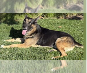 Shepweiller Dogs for adoption in Rancho Cucamonga, CA, USA