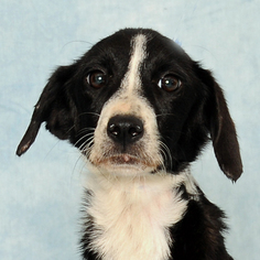 Border Collie-Unknown Mix Dogs for adoption in Danville, KY, USA