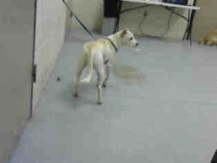 Medium Photo #18 Labrador Retriever-Unknown Mix Puppy For Sale in Conroe, TX, USA
