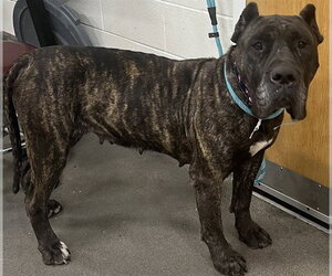 Presa Canario Dogs for adoption in Forestville, MD, USA