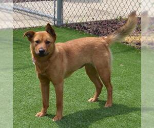 Carolina Dog-Unknown Mix Dogs for adoption in Murfreesboro, TN, USA
