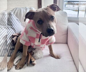 Mutt Dogs for adoption in Fargo, ND, USA