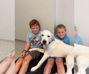 Medium Photo #3 Mutt Puppy For Sale in Holland, MI, USA