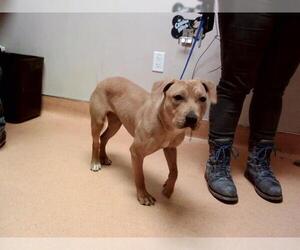 American Pit Bull Terrier-Unknown Mix Dogs for adoption in Martinez, CA, USA