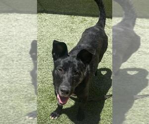 American Pit Bull Terrier-Unknown Mix Dogs for adoption in Las Vegas, NV, USA