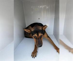 German Shepherd Dog Dogs for adoption in Houston, TX, USA