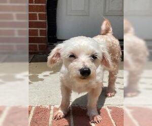 Poodle (Miniature) Dogs for adoption in Raleigh, NC, USA