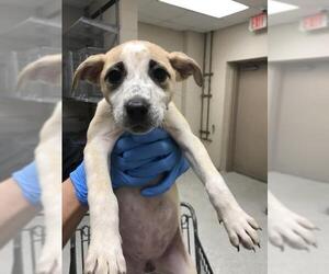 Mutt Dogs for adoption in Conroe, TX, USA