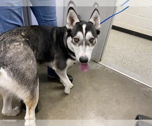 Siberian Husky Dogs for adoption in Rosenberg, TX, USA