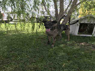 Australian Shepherd Dogs for adoption in Rosenberg, TX, USA