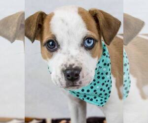 Mutt Dogs for adoption in Kennesaw, GA, USA