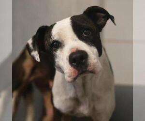 American Staffordshire Terrier-Unknown Mix Dogs for adoption in San Antonio, TX, USA