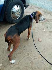 Treeing Walker Coonhound-Unknown Mix Dogs for adoption in Rayville, LA, USA