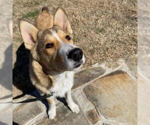 Collie Dogs for adoption in Von Ormy, TX, USA