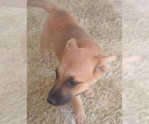 Mutt Dogs for adoption in San Antonio, TX, USA