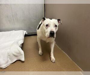 American Pit Bull Terrier Dogs for adoption in Martinez, CA, USA