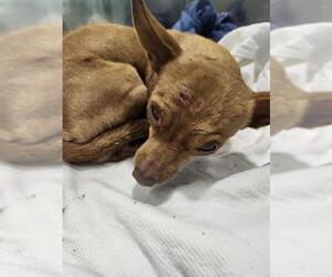 Chihuahua-Unknown Mix Dogs for adoption in San Antonio, TX, USA