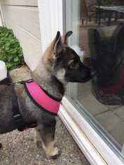German Shepherd Dog Dogs for adoption in Livermore, CA, USA