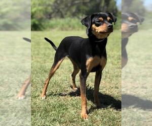 Miniature Pinscher Dogs for adoption in Austin, TX, USA