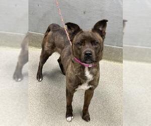 Mutt Dogs for adoption in Las Vegas, NV, USA