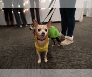 Chihuahua Dogs for adoption in Muskegon, MI, USA