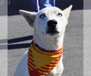 German Shepherd Dog-Siberian Husky Mix Dogs for adoption in San Antonio, TX, USA