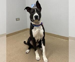 Bull Terrier-Great Dane Mix Dogs for adoption in Aurora, CO, USA