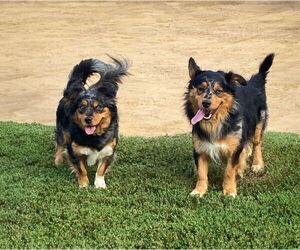 Australian Shepherd-Pembroke Welsh Corgi Mix Dogs for adoption in Unionville, PA, USA
