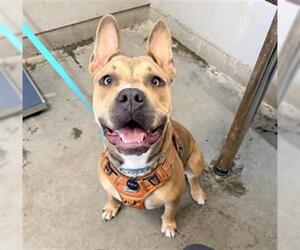 Staffordshire Bull Terrier Dogs for adoption in Camarillo, CA, USA