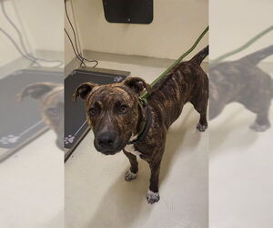 American Pit Bull Terrier Dogs for adoption in Fremont, CA, USA